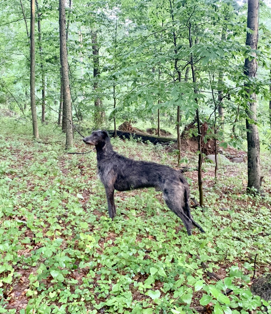 SY7RqC9bQPWdtdqNDsPGHQ_thumb_28d9