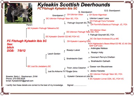 Ibis picture pedigree.png