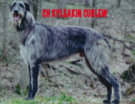 CH Kyleakin Curlew 75.jpg