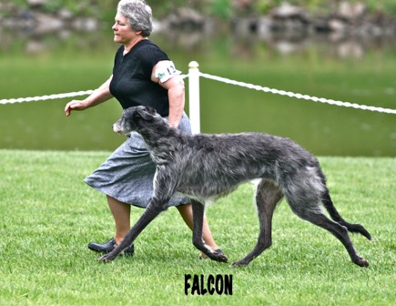 FALCON MOVING 75.jpg