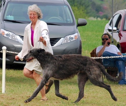 Margaret with Peter at the 2013 specialty - Futurity - Version 2.jpg